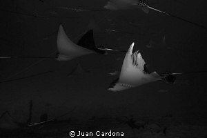 Shark Bite ! by Juan Cardona 